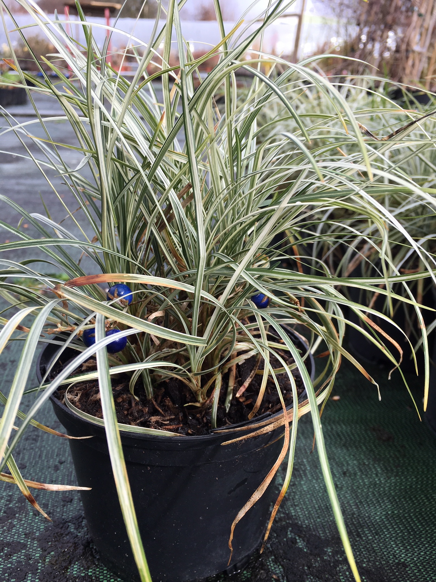 Ophiopogon Japonicus \